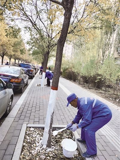 树干涂白： 防冻防病防虫害