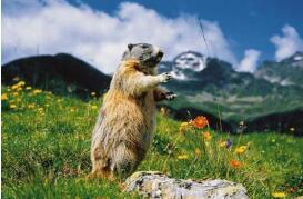 乌兰察布四子王旗腺鼠疫患者治愈出院