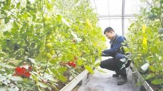 呼和浩特：12396科技服务热线助农增收