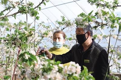 活跃在田间地头的科技特派员
