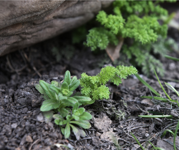 内蒙古多地进入春季 较常年同期偏早5~30天