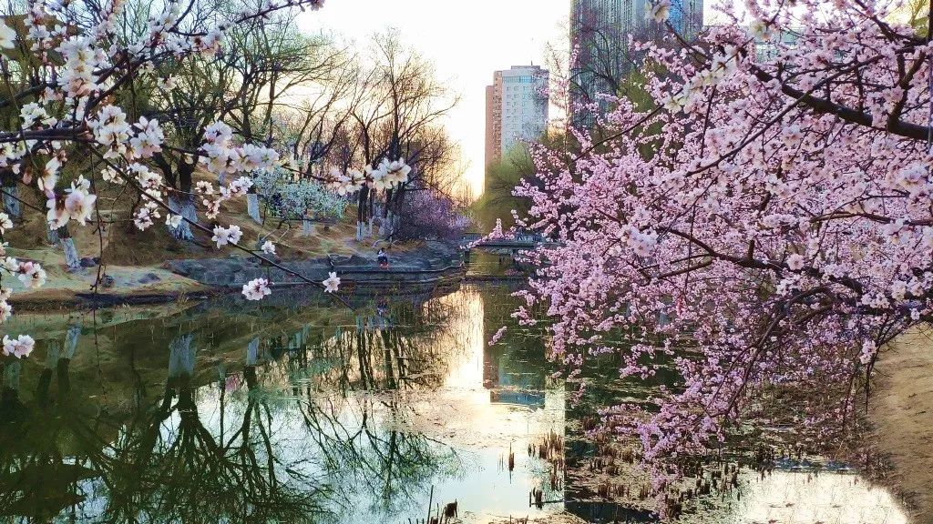 公主府公园对入园游客实行临时管控措施