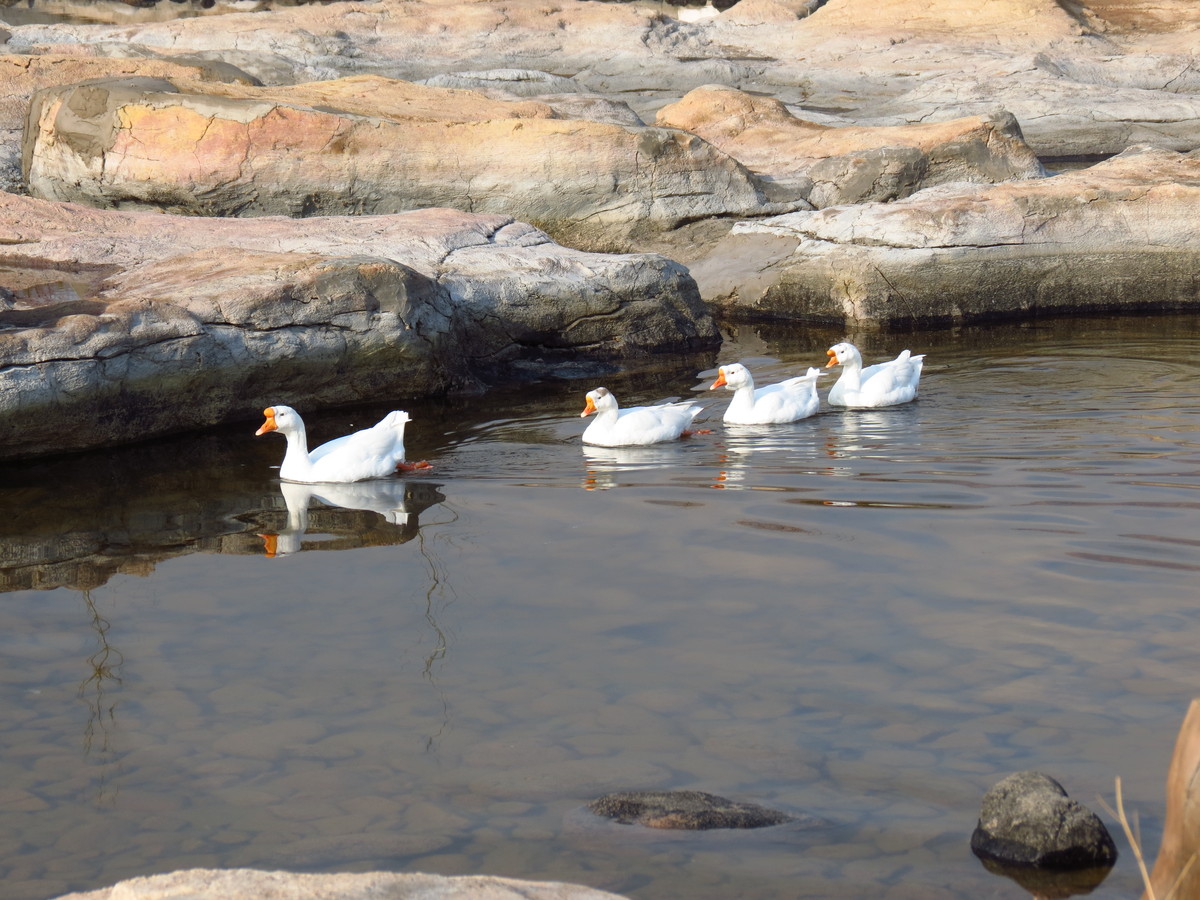 4月7日起，大青山野生动物园恢复开放！