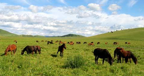 第十七届中国·内蒙古草原文化节将于8月8日开幕
