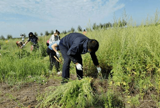 呼和浩特市集中治理高致敏蒿属植物