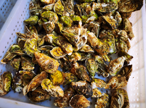 苏宁家乐福原产地直采福建霞美牡蛎