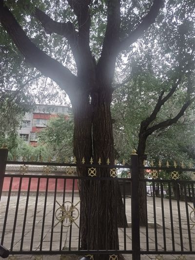 呼和浩特市民发现公主府博物院南门“连理树”