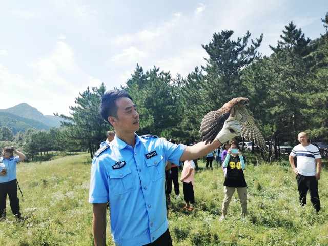 31只隼重返蓝天