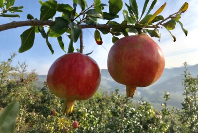 心动预警！苏宁家乐福好省大典开门红