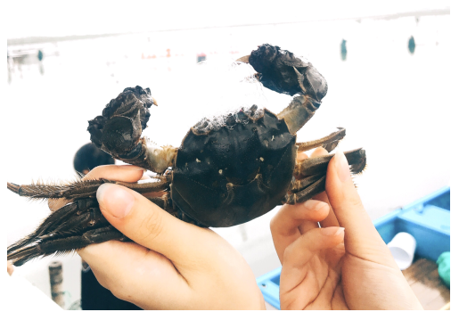 苏宁家乐福签约阳澄湖产地大闸蟹 养殖源头直供消费者