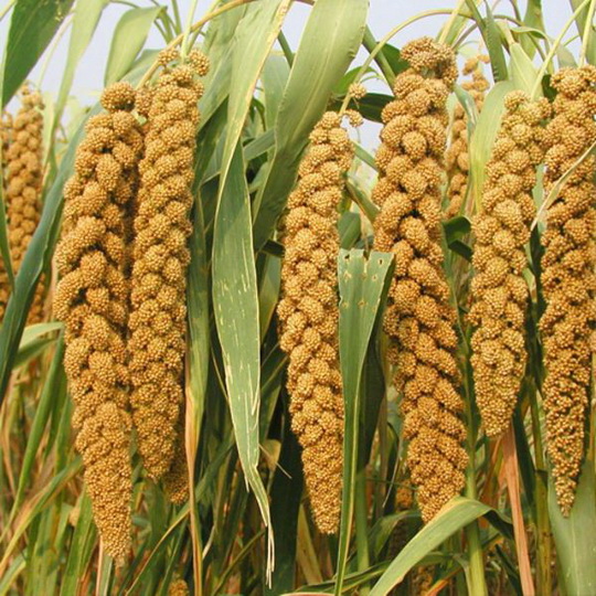 从有“身份”到有“身价” 内蒙古擦亮“蒙字号”农畜产品金字招牌