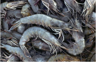 激活市场助力“内循环”，苏宁家乐福产地直采湛江白虾