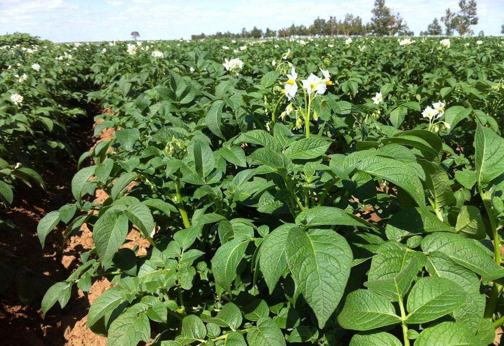 内蒙古被认定为特色农业气象服务中心