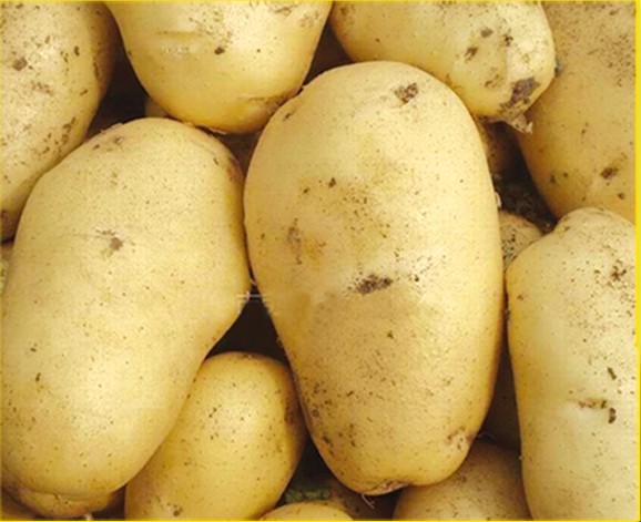 重量近3斤 托县一农民家种出“特大号土豆”