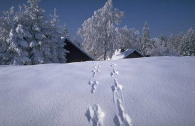 降温来的准时，网上流传“今年会遇60年最冷冬季”……听听气象工作人员怎么说