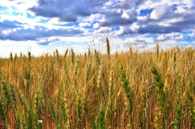 武川县被命名为“燕麦之乡”