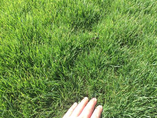 呼和浩特市启动建设草种质资源共享平台