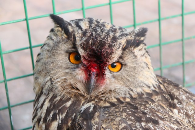 这个 “偷鸡贼” 抓不得也放不得！森林公安来帮忙