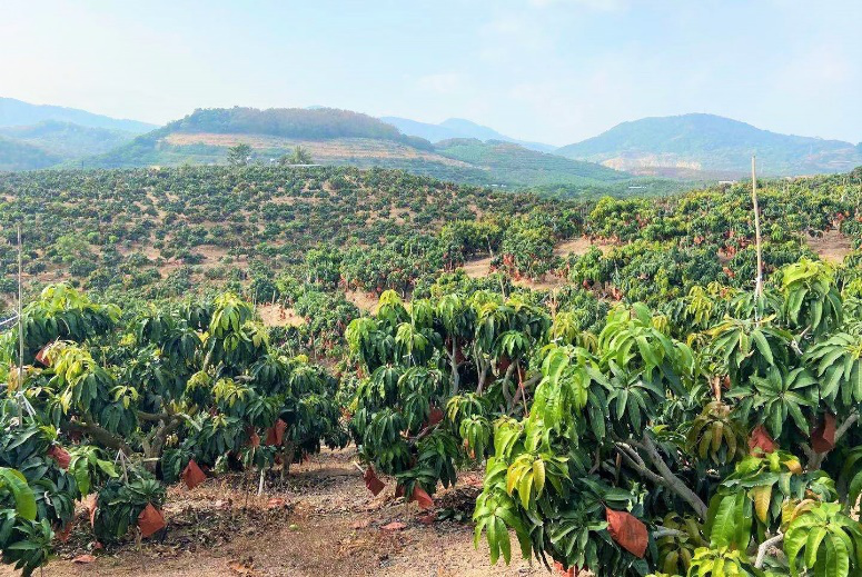 开始“芒”了！海南芒果上架家乐福门店