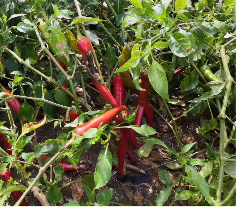 开鲁红干椒穿上保险“防护服”后……