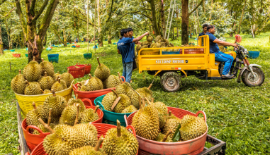 苏宁家乐福深化生鲜战略  泰国产地直采助力“榴莲自由”