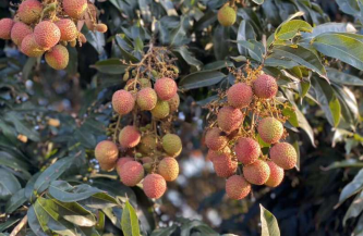 家乐福生鲜攻略新动作 初夏首批基地直采海南妃子笑上架