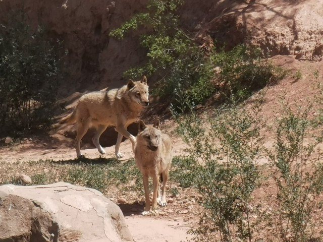 大青山野生动物园猛兽散养区5月31日正式开放