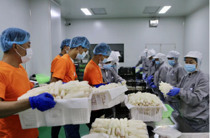 苏宁家乐福CEO考察云南菌菇产业  布局会员店原产地供应链