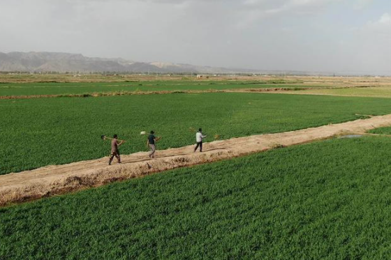 呼和浩特春播完成：总播面积670.76万亩