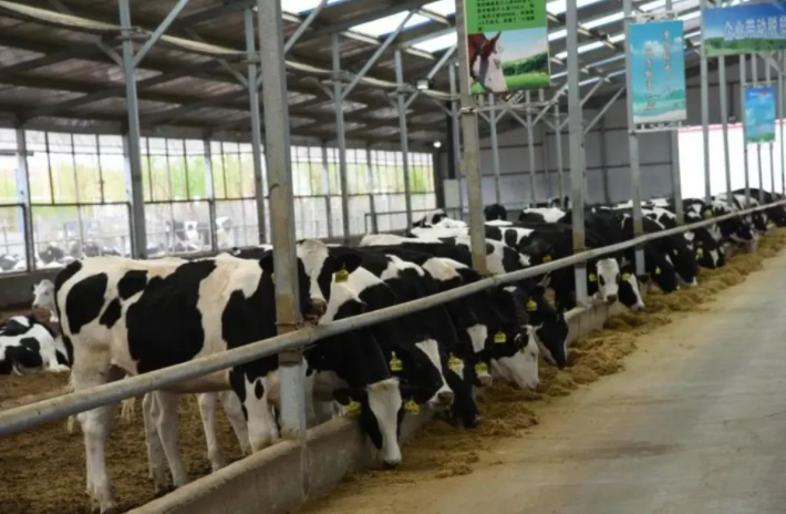 内蒙古10万头奶牛高端奶产业基地开工建设