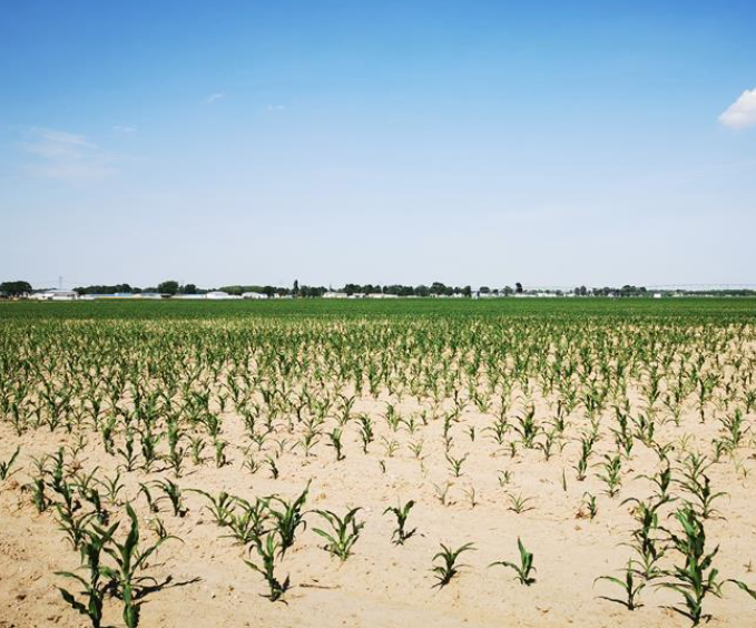 内蒙古西部干旱持续