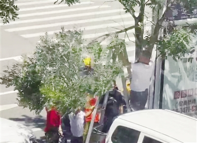 商户私自修剪门前树木被罚1000元