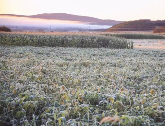 内蒙古降水降温持续 局地有霜冻