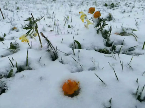 大风+降温+雨雪+霜冻！内蒙古这场霸道冷空气8日驾到