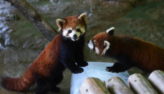 中共中央办公厅 国务院办公厅印发《关于进一步加强生物多样性保护的意见》