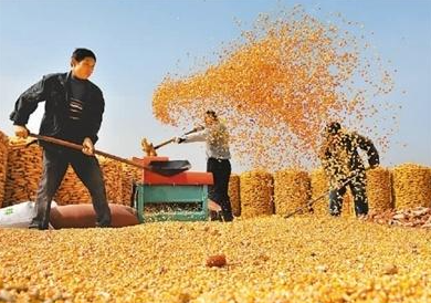 内蒙古8007.64万亩粮食作物颗粒归仓