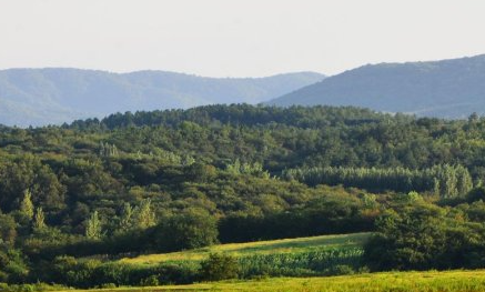 呼和浩特市签发内蒙古首个林长令