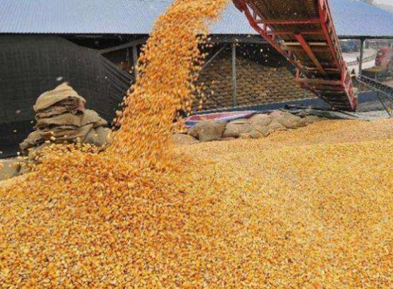 秋粮收购开始 内蒙古加强督查稳市护农