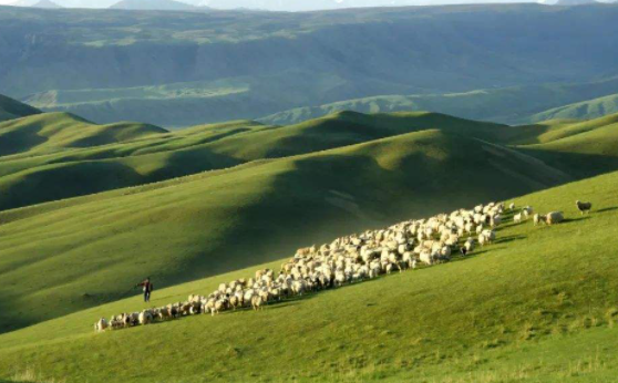 草原植被盖度和森林覆盖率实现“双提高”——内蒙古坚持生态优先绿色发展