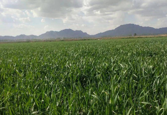 内蒙古今年粮食播种面积1亿多亩