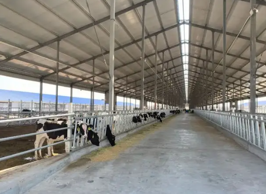 呼和浩特市规模化奶牛牧场建设稳步推进