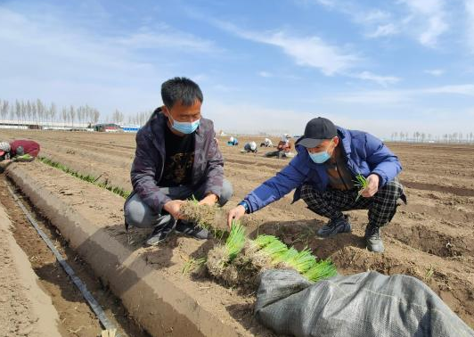 内蒙古新型农牧民成“绿领” 致富路上“葱”满希望