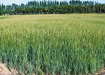 内蒙古发布草种业专利导航成果