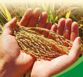 内蒙古多措并举倡导爱粮节粮