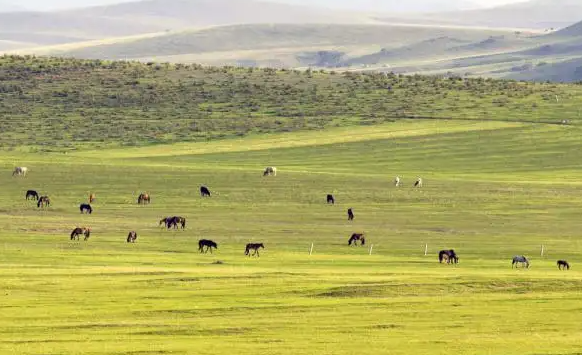 内蒙古自治区财政安排9.8亿元支持牧场建设