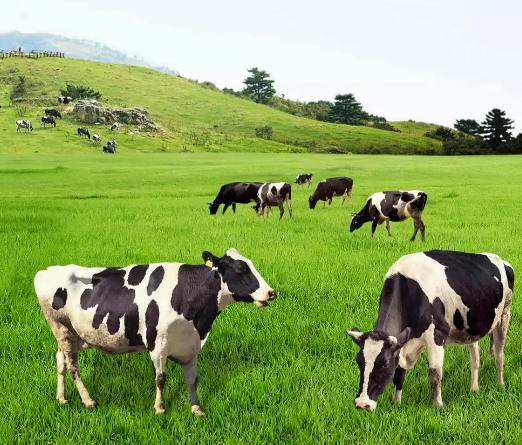 绿色滋养好奶 产业蓄力升级——内蒙古全力推动奶业高质量发展综述