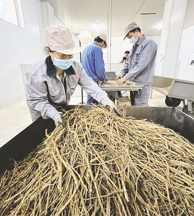 300年“塞外药乡”：加速打造中蒙药材产业链