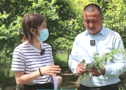 呼和浩特8月中旬进入花粉浓度极高级别
