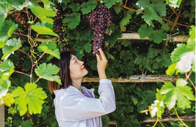 郝家窑村的葡萄熟了