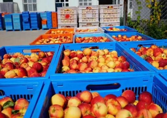 兴安盟：政府搭台破解沙果销售难题